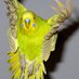 Budgie Wright (@budgiebudgieuk) Twitter profile photo