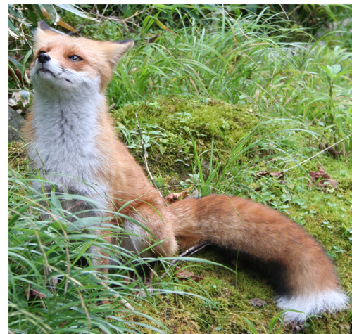 Hagi_tomo_'s profile picture. フリーランス