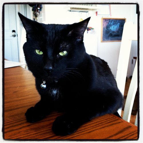 Spookie_Cat's profile picture. Svelte cat just trying to enjoy the chill life.  Instead forced to put up with my sister the princess and a crabby stepbrother. Enjoy sunshine and naps.