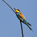 costalguer's profile picture. 