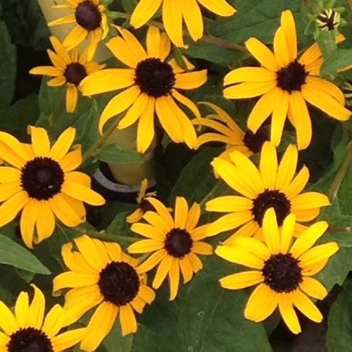 marcilouhoo's profile picture. 