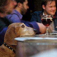 Delaware Beer Blog (@thedogsofbeer) 's Twitter Profile