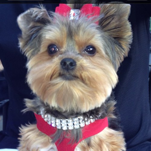 Friendly and Fashionable Dog - about - Town. Graduated with honors from Alternative Canine Training. I love Treats, Travel and Toys!
