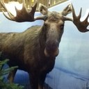 Daniel Krebs - @mymainemoose - Twitter