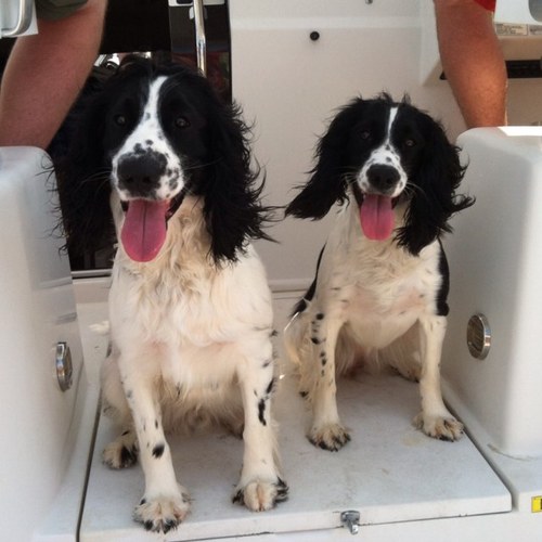 ryancrew1's profile picture. Write drunk. Edit sober. -Hemingway--- Dirty joke lover/ semi-pro roof surfer. Ten feet tall and bullet proof. I also make a mean grilled cheese. ROLL TIDE!!!