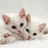 Gatitos en adopción (@adopta1gato) 's Twitter Profile