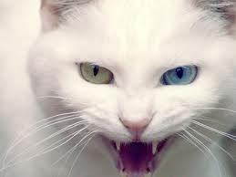 Funky_White_Cat's profile picture. 