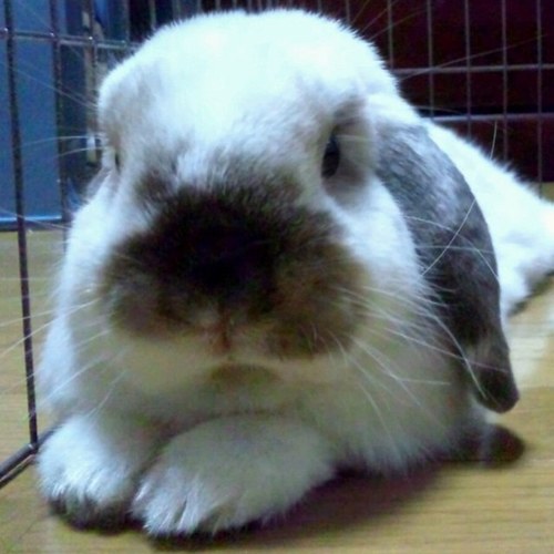 goron56ii's profile picture. 