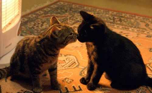 Love my silly moo cow cats Fliss Silly and Roky Billy