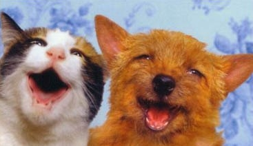 vanDuijn's profile picture. The cat's miaow