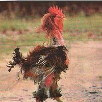 mutua (@mutua) 's Twitter Profile