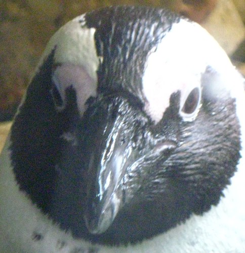 cdeschamp's profile picture. 