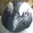 cdeschamp's profile image