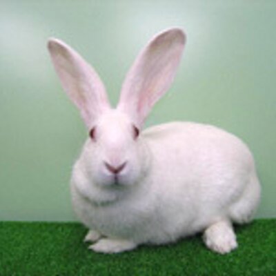 実動技1級 Bot2 実験動物としてケージ内で繁殖 育成されたウサギは体重の割に骨や筋肉 が弱く 輸送や手荒な取り扱いによってしばしば後肢に障害を起こす 腰抜け は腰椎の脱臼または骨折によるもので 固定器とウサギの大きさが合わないときや保定時に 実動技1級 Bot2 実験動物としてケージ内で繁殖 育成されたウサギは体重の割に骨や筋肉 が弱く 輸送や手荒な取り扱いによってしばしば後肢に障害を起こす 腰抜け は腰椎の脱臼または骨折によるもので 固定器とウサギの大きさが合わないときや保定時に
