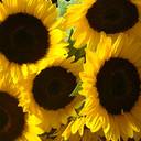 Susan Wagoner - @suesag38 - Twitter