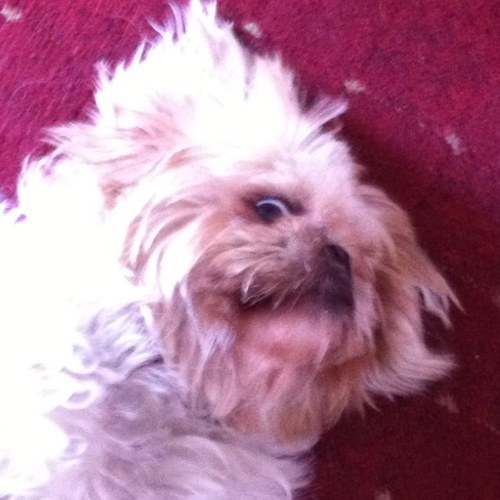 Follow007Jamie's profile picture. follow @dumbjawuk and I will give you a shout out!!