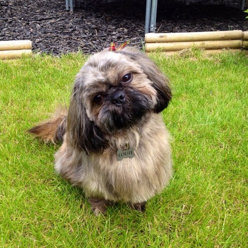 dissybird's profile picture. 