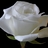 Muzoon27's profile image
