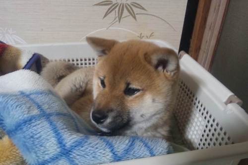 無言フォロー失礼します。幅広くゆる～く世間をウオッチ、気が向いたらツイートしてます。
