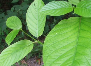 Kratom Association