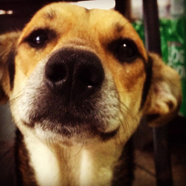 Difundimos perritos o gatitos en adopción dispuestos a buscarle un hogar! ADOPTA A UNO SIN CASA  NO COMPRES UNO DE RAZA!!