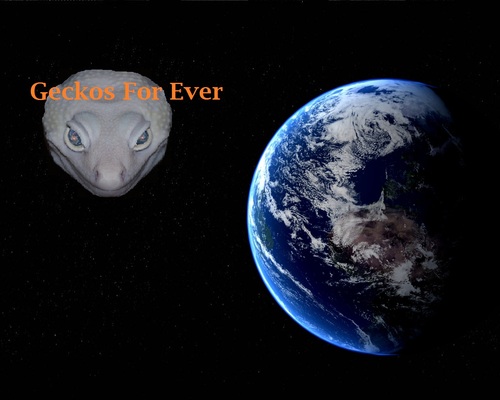 leopard geckos my passion in life hobbyist breeder
, Specialized in breeding beautiful leopard geckos ;)