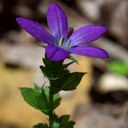 Anne Lovato - @AnneLovato1 - Twitter