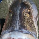 Manuel Coll - @baybaypescador - Twitter