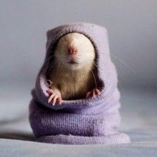 stacytowers9904's profile picture. 