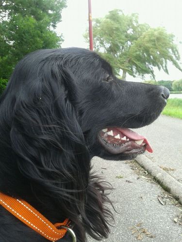 Bestventje's profile picture. Geen negen tot vijf mentaliteit, van elf tot twee moet genoeg zijn!