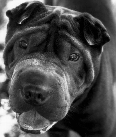 dscordato's profile picture. 