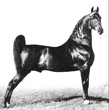 Everything about american saddlebred horses