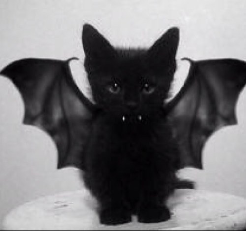 loudeloop's profile picture. Boo