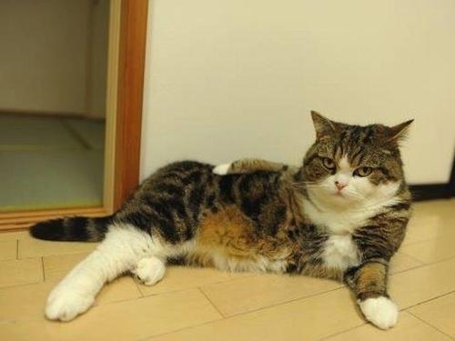 ORIGINAL COMMON CAT. 
i like to nap, purr, and meow. also, you're a peasant.