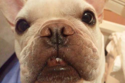 初心者ですが宜しくお願いします。 愛犬の事や趣味の事で 参加出来たら嬉しいです。 趣味：ゲーム （スマフォ）マッスルショット、DbD遊んでます。 音楽：ダンスミュージック（トランス・ハウス・テクノ） 音楽全般好き 漫画：沢山読みます。 映画・DVD コメディー映画は大好きです。