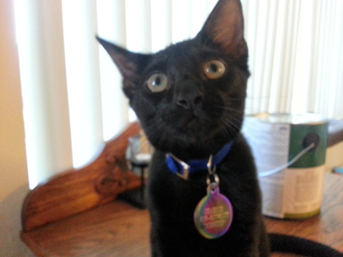 charlie_thekatt's profile picture. I'm just 4 months old and a pain in the ass