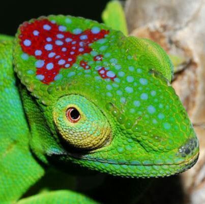 Tour operator in Madagascar