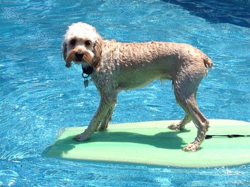 ceciccarone's profile picture. 