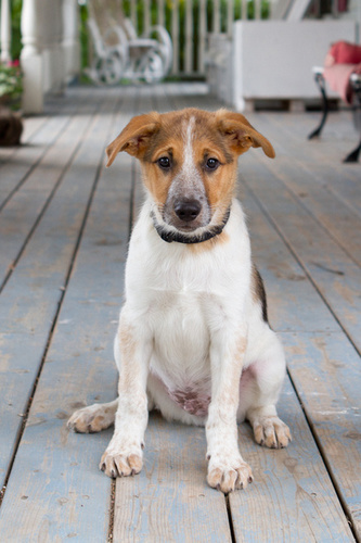 pound puppy rescue pound rescue pounddog911 pound puppy rescue pound rescue pounddog911