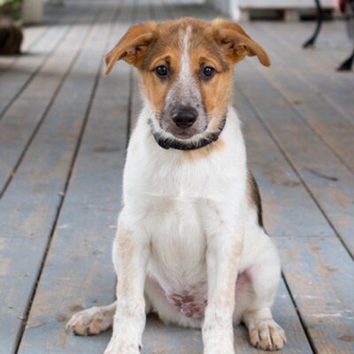 pound puppy rescue pound rescue pounddog911 pound puppy rescue pound rescue pounddog911