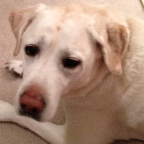 JamieGomez4's profile picture. 