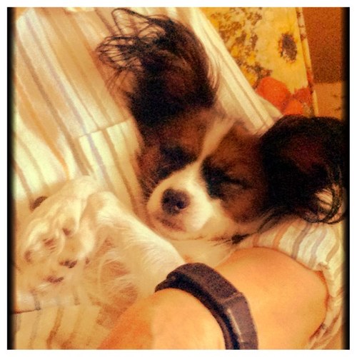 Ruffruffruff! *sniffsniff* Grrr...ruff!
(Translation) I'm Sosha! I am a 5-year-old papillon from Florida. My owner is Payton-Brooke(@PnutButa50)! #ruffruff
