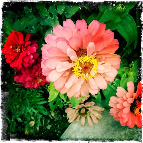 magnoliasims's profile picture. photographer, music lover, animal lover