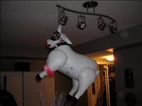 SwingersUlti's profile picture. Forged amongst the majestic maple trees of Toronto, Swingers ultimate club has been a pink blur on the Toronto scene since 2006.