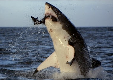 Names Colossus.. I can be found creepin on seals off the coast of South Africa. I run that shit, but shark week is all up in my business and I am about to spaz