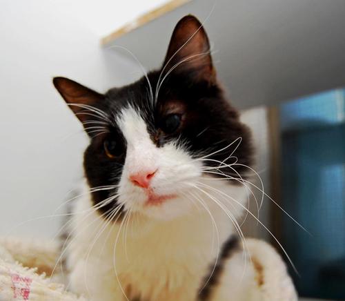 vegan_life_'s profile picture. No justifiques el asesinato de un animal!!