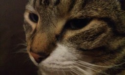 NicolaK044's profile picture. I am awesome. People fear me. I enjoy Pie, Bacon, (this meaty treat should have a place on the periodic chart, it would be called Baconium) and hitting things.