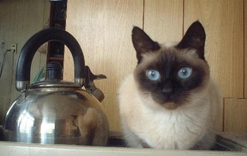 ChikaSydney's profile picture. Love