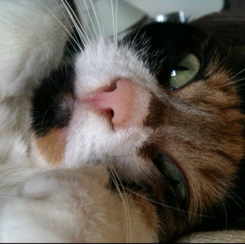 MollyMewpie's profile picture. meow!
