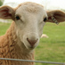 sheep (@sheepfc) Twitter profile photo